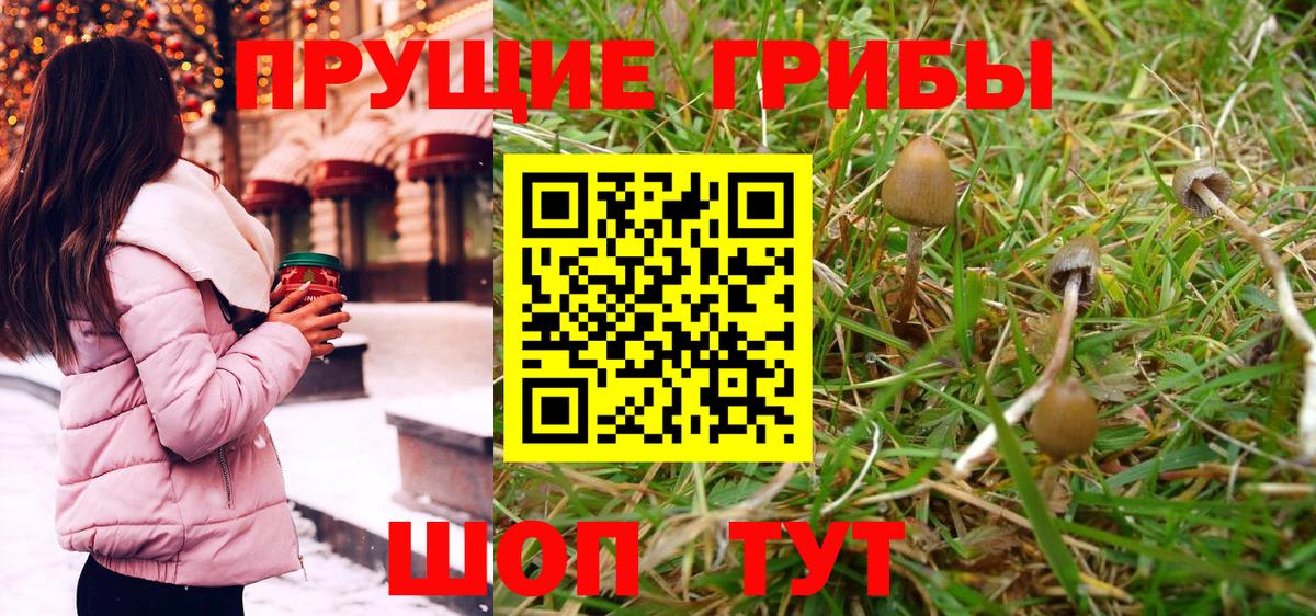 Торжок  Псилоцибиновые грибы Psilocybe  Вход с VPN  Псилоцибиновые грибы Cubensis 