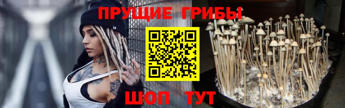 Псилоцибиновые грибы Psilocybe Торжок